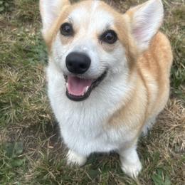 Goldie - Pembroke Welsh Corgi