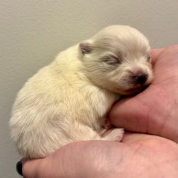Evan - White male Pomeranian puppy in Springfield, Missouri from Hope Mountain Pomeranians