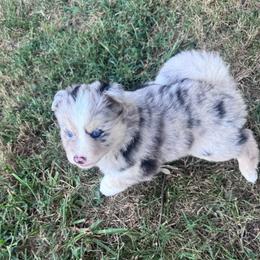 Johnny cash - Merle male Pomsky puppy in Sturgis, Kentucky from Furever Pomskies