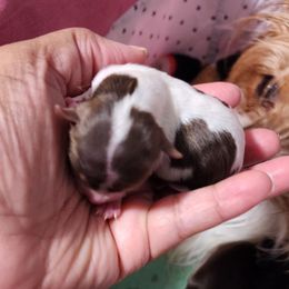 Girl 3 - Chocolate, tan and white female Yorkshire Terrier puppy in Newport News, Virginia from Ty-Shea Designs Yorkies and More LLC