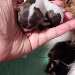 Girl 3 - Chocolate, tan and white female Yorkshire Terrier puppy in Newport News, Virginia from Ty-Shea Designs Yorkies and More LLC