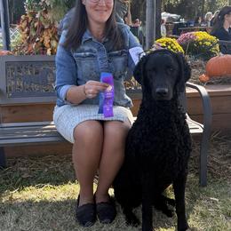 Curly-Coated Retriever All Grown Up from Elflock Curlies