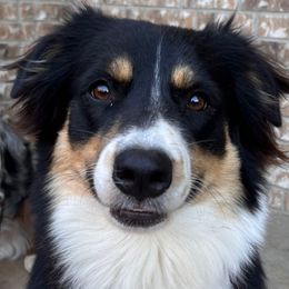 Sadie - Miniature Australian Shepherd
