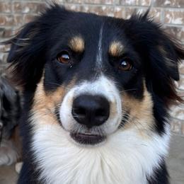 Sadie - Miniature Australian Shepherd