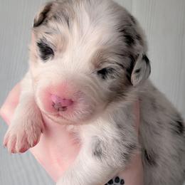 Sugar - Blue merle female Australian Shepherd puppy in Georgetown, Texas from River Reign Australian Shepherds
