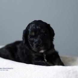 Columbia - Black and tan female Cockapoo puppy in Canastota, New York from Silver City Cockapoos