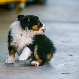Miniature Australian Shepherd Puppies from Rockin D Mini Aussies