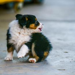 Miniature Australian Shepherd Puppies from Rockin D Mini Aussies