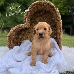 Charisma - Red  female Goldendoodle puppy in Grove, Oklahoma from Guinn Family Farms