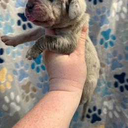 Green collar - Merle male Great Dane puppy in Tyler, Texas from Blessed By Danes
