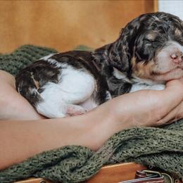 Cockapoo Puppies from Big Sky Cockapoos