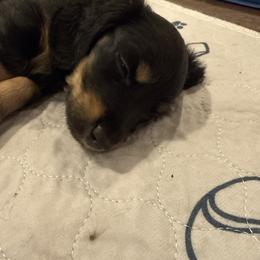 Sleepy dog - Black and cream female Dachshund puppy in Pacific, Washington from Han&Jan Doxie’s