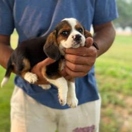 Girl 3 - Black fawn and white female Beagle puppy in Hudson, Michigan from Bachman’s Kennel