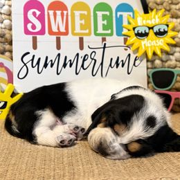 Ray Ban (black collar) - Black brown and white male Basset Hound puppy in Edmonton, Kentucky from RiverBottom Bassets