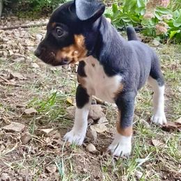 Rat Terrier Puppies from Hawthorne Terriers