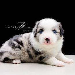 Boy 3 - Blue merle male Miniature Australian Shepherd puppy in Glen Rose, Texas from Maple Bloom Canine Co.