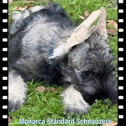 Boy 2 - Standard Schnauzer puppy in Houston, Texas from Monarca Standard Schnauzers
