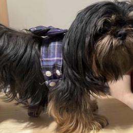 Minty - Shih Tzu