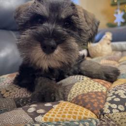 Ralphie - Salt and pepper male Miniature Schnauzer puppy in Jefferson, Oregon from Whiskey Meadows Miniature Schnauzers