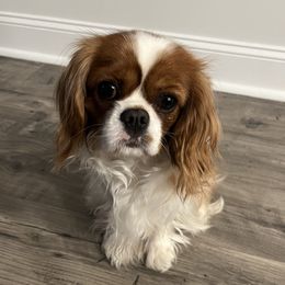 Izzy - Cavalier King Charles Spaniel