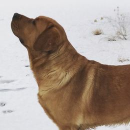 Labrador Retrievers from River Rat Retrievers