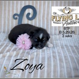 Zoya - Black tri female Miniature Australian Shepherd puppy in Madisonville, Texas from Flying LL Aussies