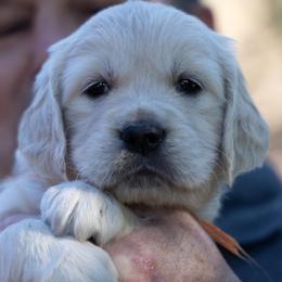 Miss Orange - Light golden female Golden Retriever puppy in Hayward, California from East Bay Golden Retrievers