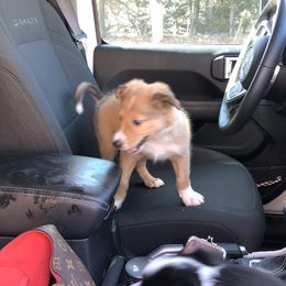 Border Collie Puppies from Burke BC’s
