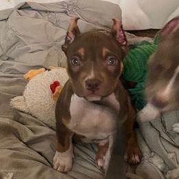 Atlantis - Chocolate tri-color male American Bully puppy in Orlinda, Tennessee from SimplyBullies