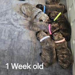 Perro de Presa Canario Puppies from PaPaws Gotta Love It Kennels