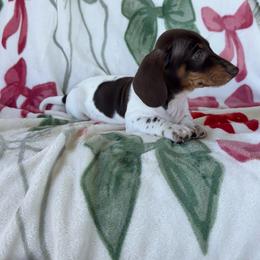 Bruno - Piebald male Dachshund puppy in Aurora, Missouri from Baker Farms