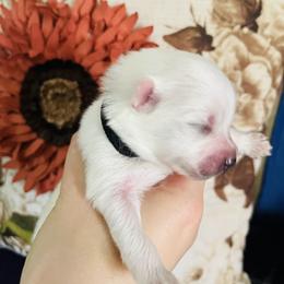 Maverick - White male Pomeranian puppy in St. Louis, Missouri from Saint Louis Pomeranian babies