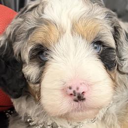 Bernedoodle puppies from Bernedoodle Farm