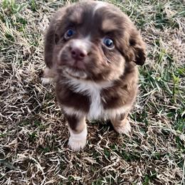 Violet - Red tri female Toy Australian Shepherd puppy in Miami, Oklahoma from HighEnd Aussies