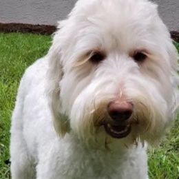 Australian Labradoodles from Scooby Doodle Doo Australian Labradoodles