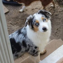 Miniature Australian Shepherds from Missouri's Saucey Aussies