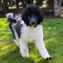 Poodles from Cindi's Poodles