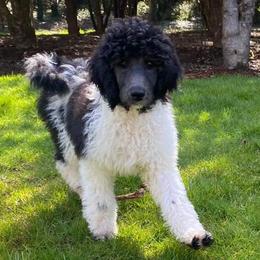 Poodles from Cindi's Poodles