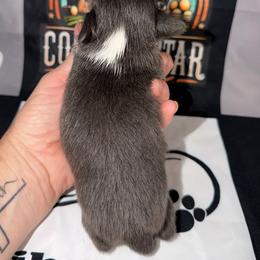 Dory - Blue and white female Chihuahua puppy in Palmyra, Indiana from Country Star Chihuahuas