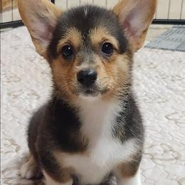 Kadie - Black and tan female American Corgi puppy in Hampton, Tennessee from TC Farms Stock Dogs - Miniature Australian Shepherds