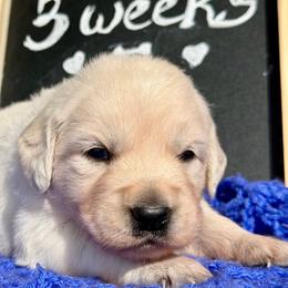 Dove - Light golden female Golden Retriever puppy in Doniphan, Missouri from Stockford’s Golden Retrievers