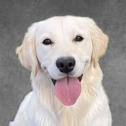 Kacey - Golden Retriever