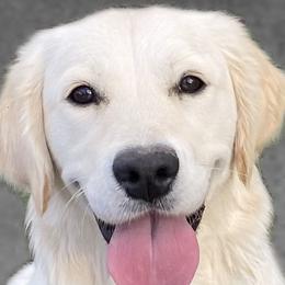 Kacey - Golden Retriever