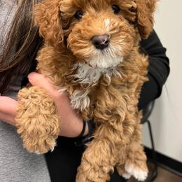 ❤️ Louis Vuitton - Red Cavapoo puppy in Dfw, Texas from My QT Doodles
