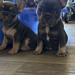 Boy 1 - French Bulldog puppy from Frenchies Du Jour