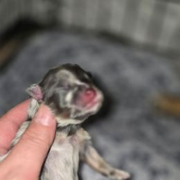 Dan - Blue merle male Pomeranian puppy in Meherrin, Virginia from Traveling Poms
