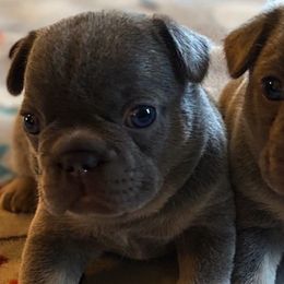 French Bulldogs from Central Ohio Frenchies