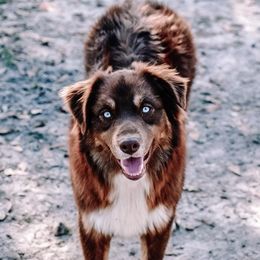 Dexon - Australian Shepherd