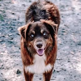 Dexon - Australian Shepherd