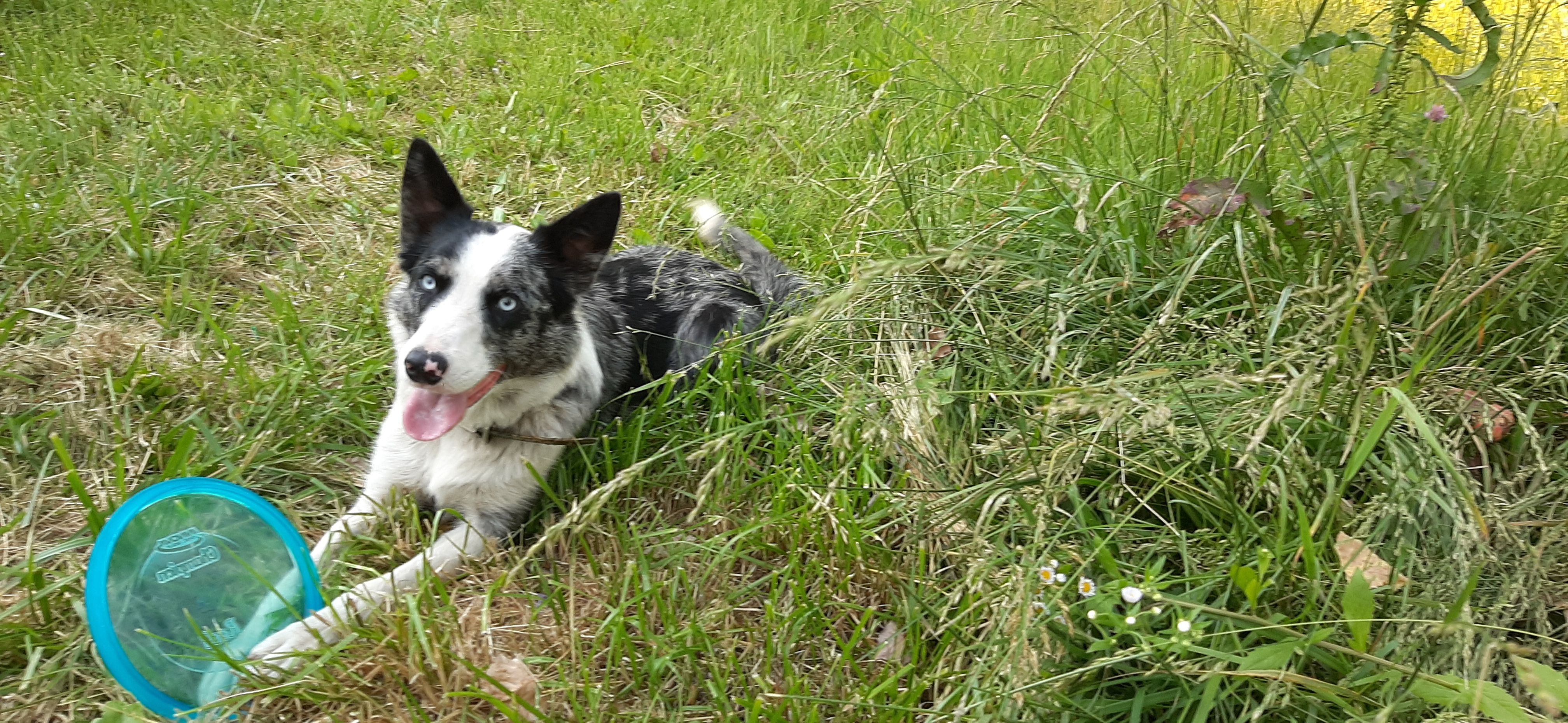 Blue Ridge Border Collie Rescue